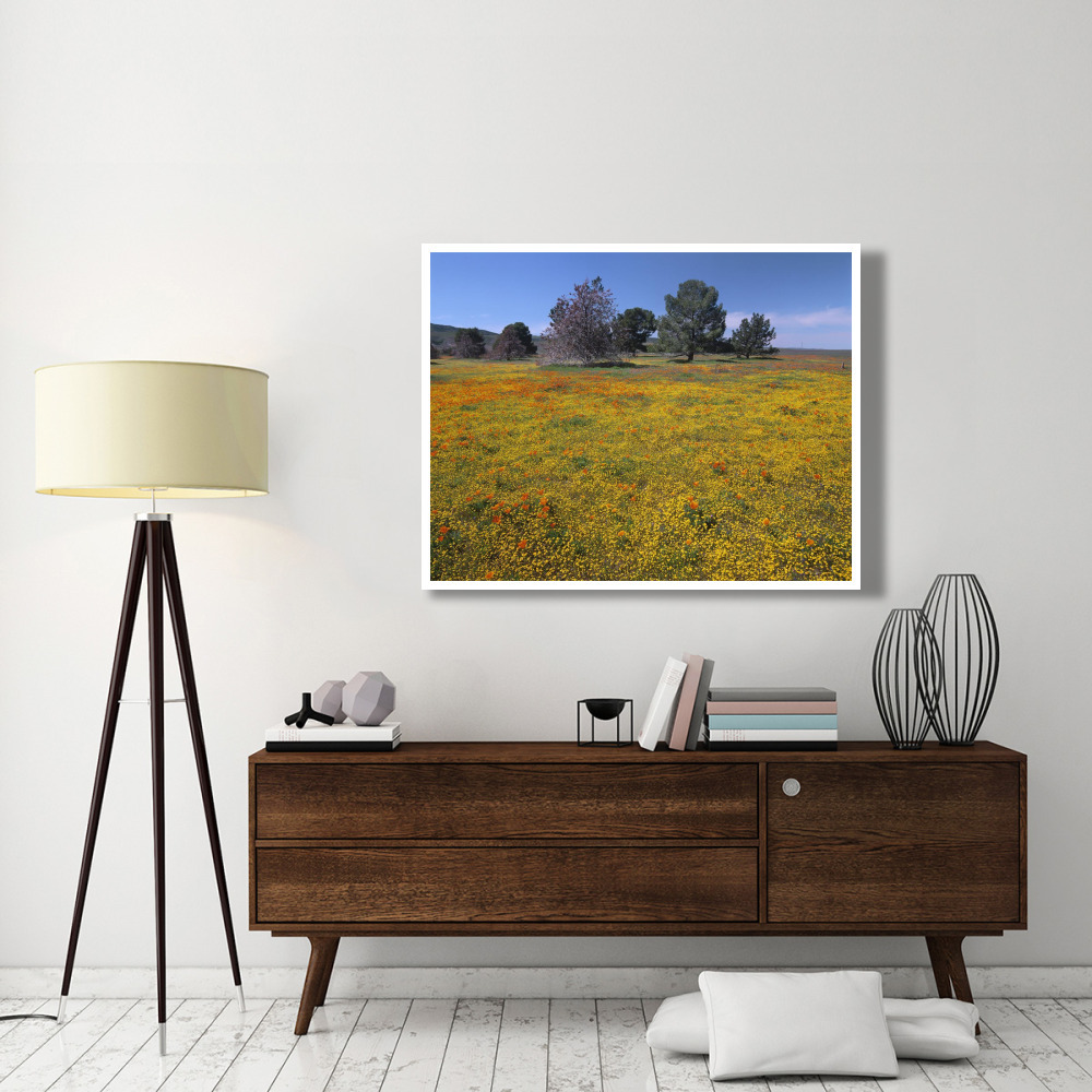 California Poppy and Eriophyllum flowers in field, Antelope Valley, California-Paper Art-50&quotx38"