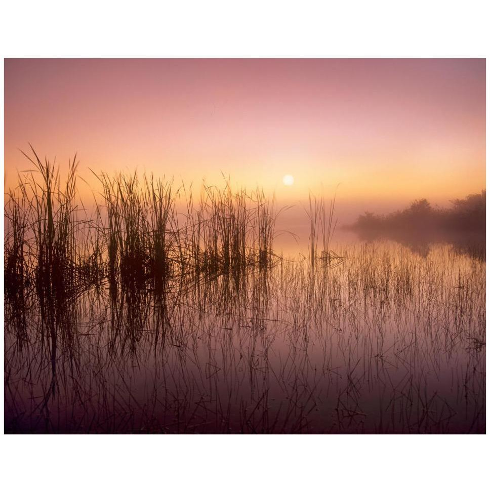 Reeds reflected in Sweet Bay Pond at sunrise, Everglades National Park, Florida-Paper Art-42&quotx32"