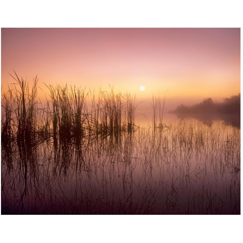 Reeds reflected in Sweet Bay Pond at sunrise, Everglades National Park, Florida-Paper Art-50&quotx38"