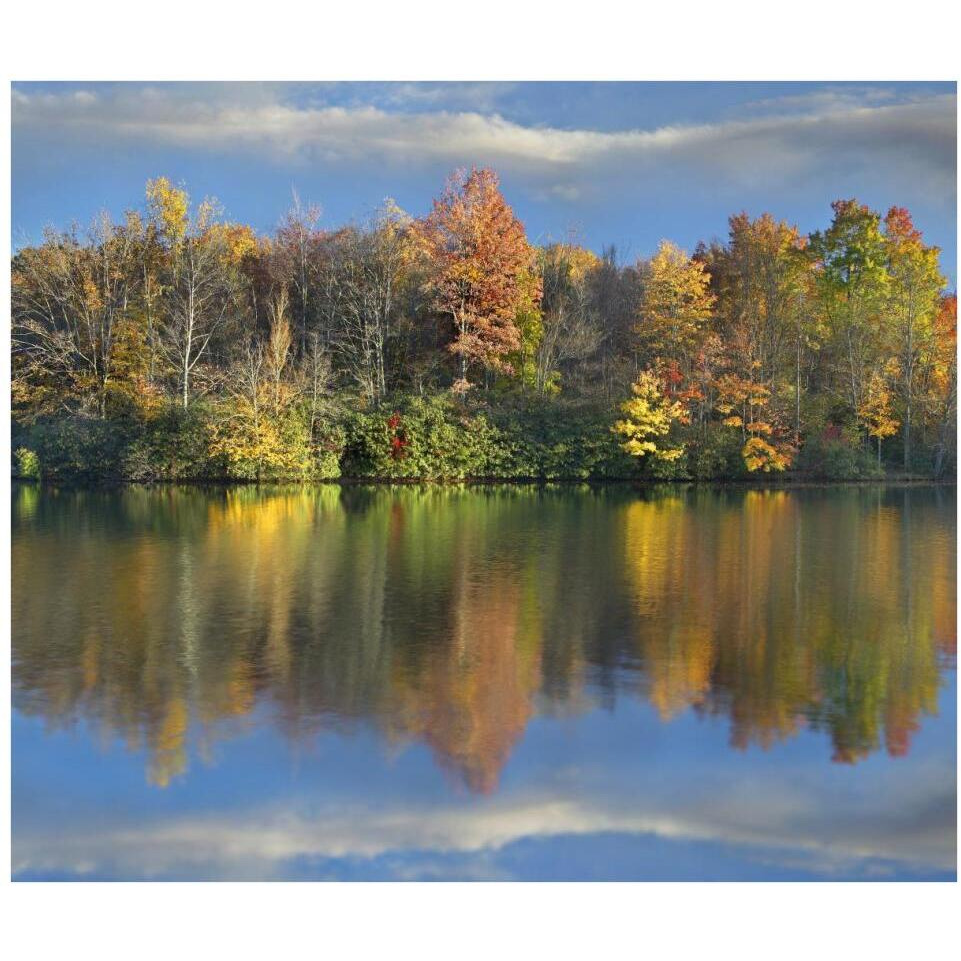 Deciduous forest in autumn along Price Lake, Blue Ridge Parkway, North Carolina-Paper Art-38&quotx32.6"