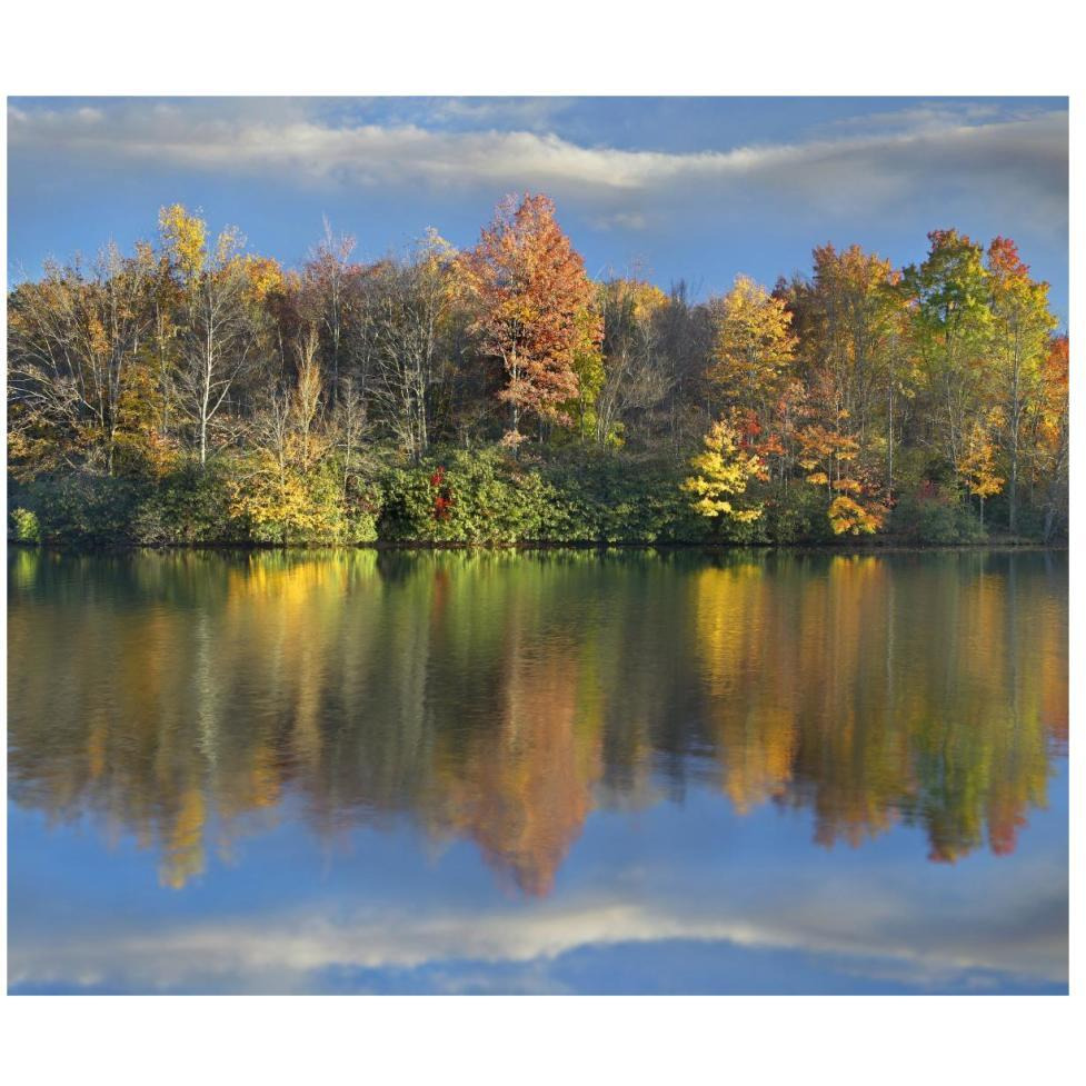 Deciduous forest in autumn along Price Lake, Blue Ridge Parkway, North Carolina-Paper Art-46&quotx39.4"