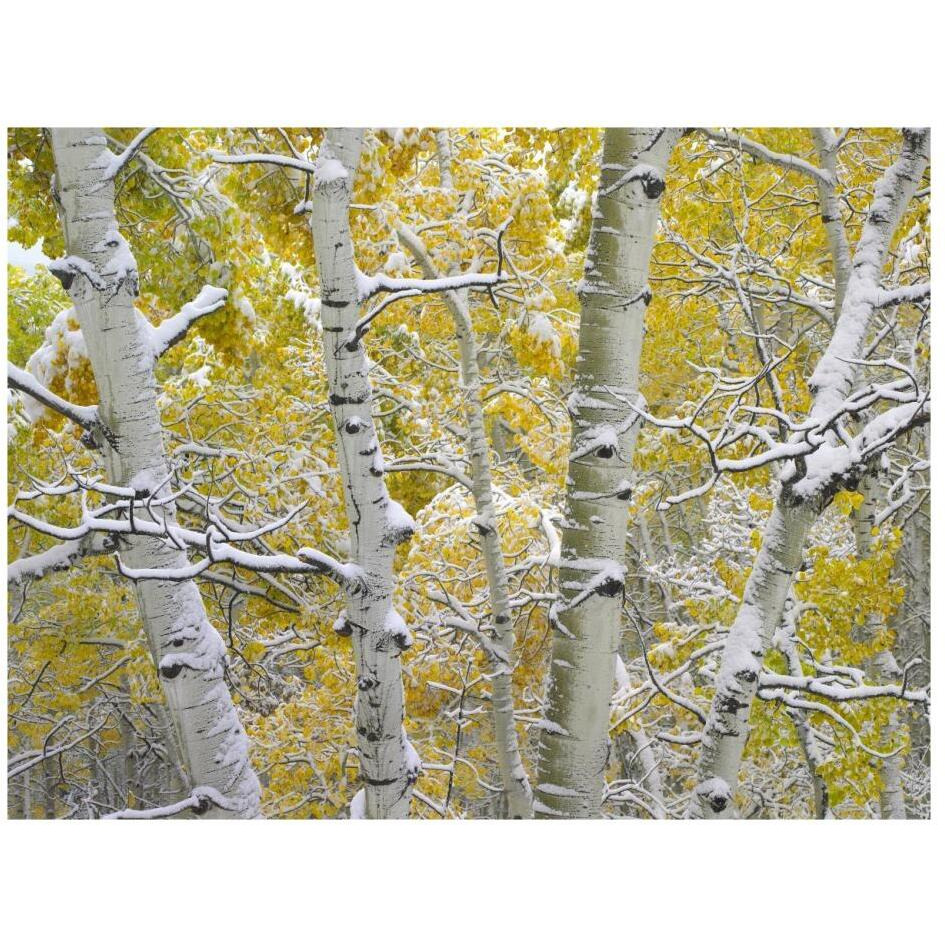 Snow-covered Aspen forest near Kebbler Pass, Gunnison National Forest, Colorado-Paper Art-26&quotx20"