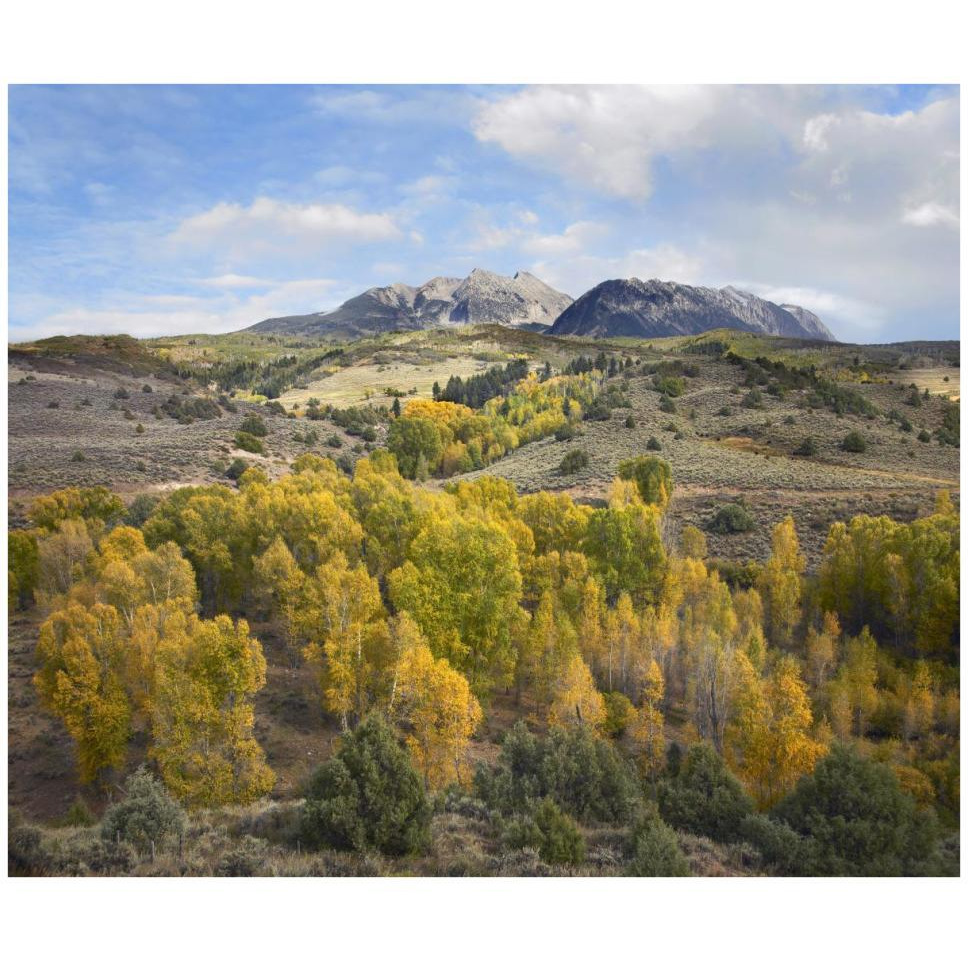 Quaking Aspen forest and Chair Mountain in autumn, Raggeds Wilderness, Colorado-Paper Art-42&quotx35.2"