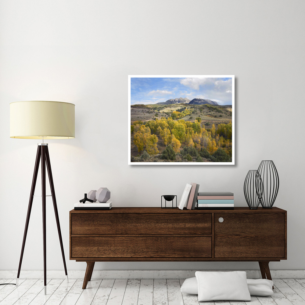 Quaking Aspen forest and Chair Mountain in autumn, Raggeds Wilderness, Colorado-Paper Art-42&quotx35.2"