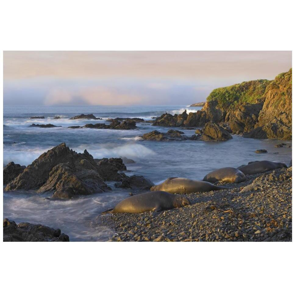 Northern Elephant Seals resting on the beach, Point Piedras Blancas, California-Paper Art-20&quotx14"
