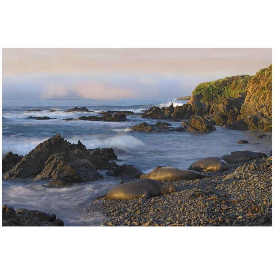 Northern Elephant Seals resting on the beach, Point Piedras Blancas, California-Paper Art-32&quotx22"