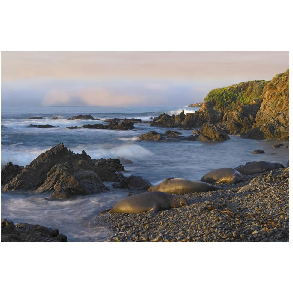Northern Elephant Seals resting on the beach, Point Piedras Blancas, California-Paper Art-50&quotx34"