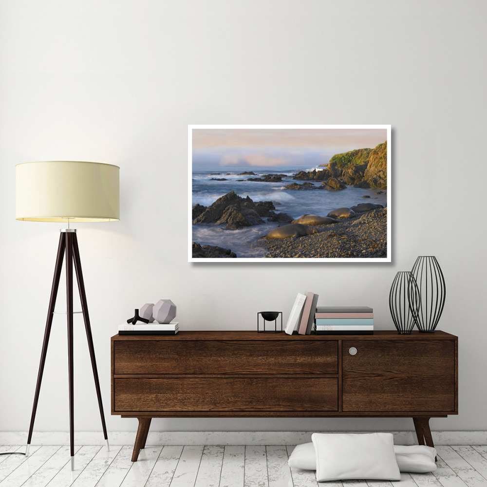 Northern Elephant Seals resting on the beach, Point Piedras Blancas, California-Paper Art-50&quotx34"