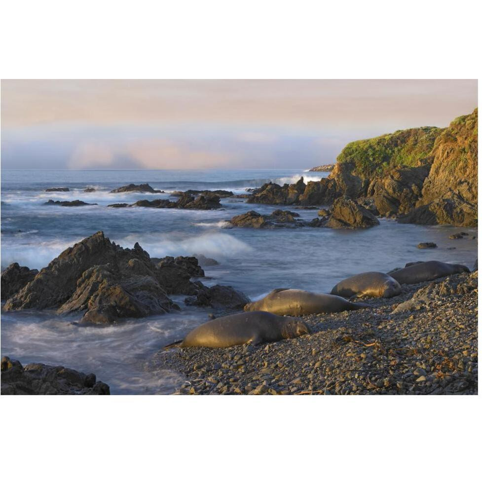 Northern Elephant Seals resting on the beach, Point Piedras Blancas, California-Paper Art-62&quotx42"