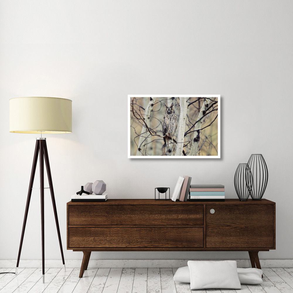 Long-eared Owl perching in a tree, circumpolar species, British Columbia, Canada-Paper Art-38&quotx26"