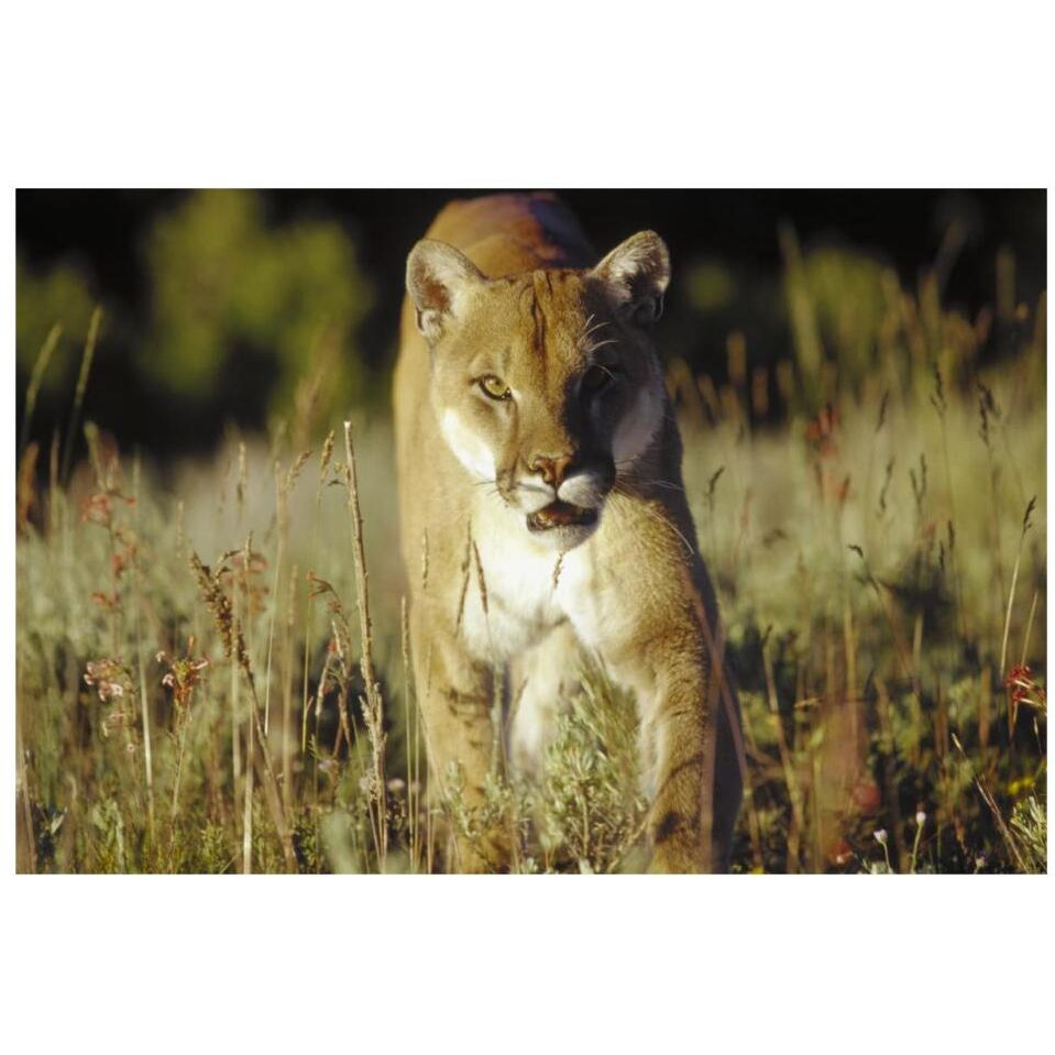 Mountain Lion or Cougar walking through tall grass towards camera, North America-Paper Art-32&quotx22"
