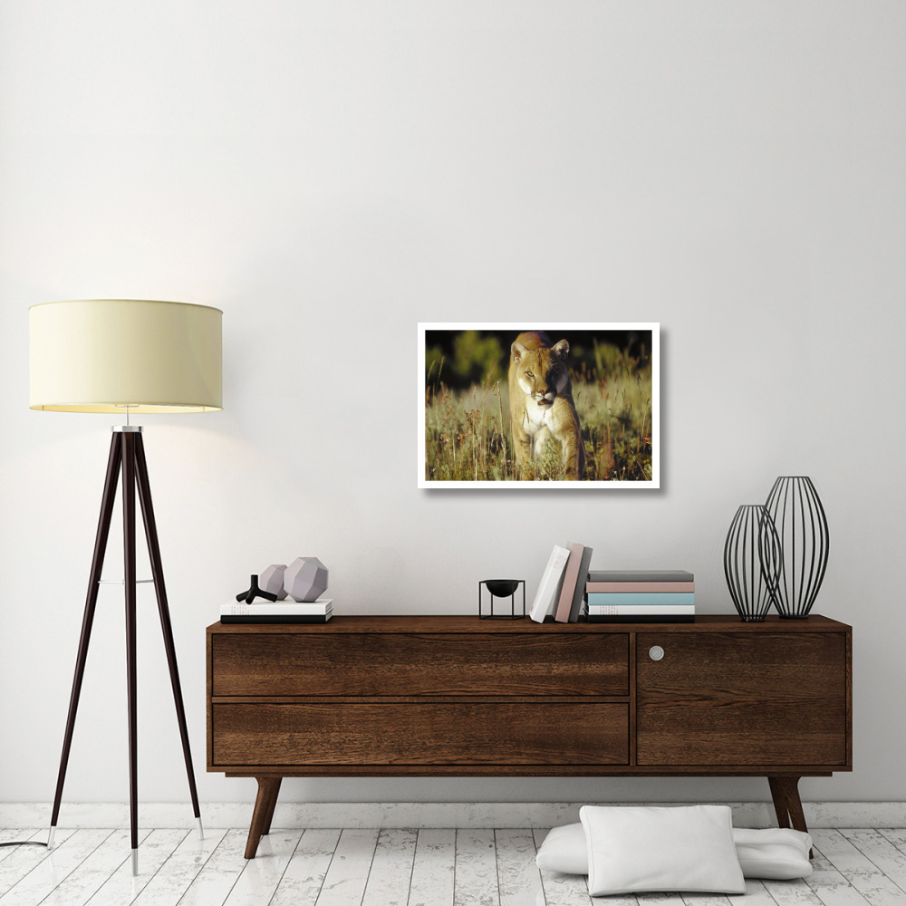 Mountain Lion or Cougar walking through tall grass towards camera, North America-Paper Art-32&quotx22"