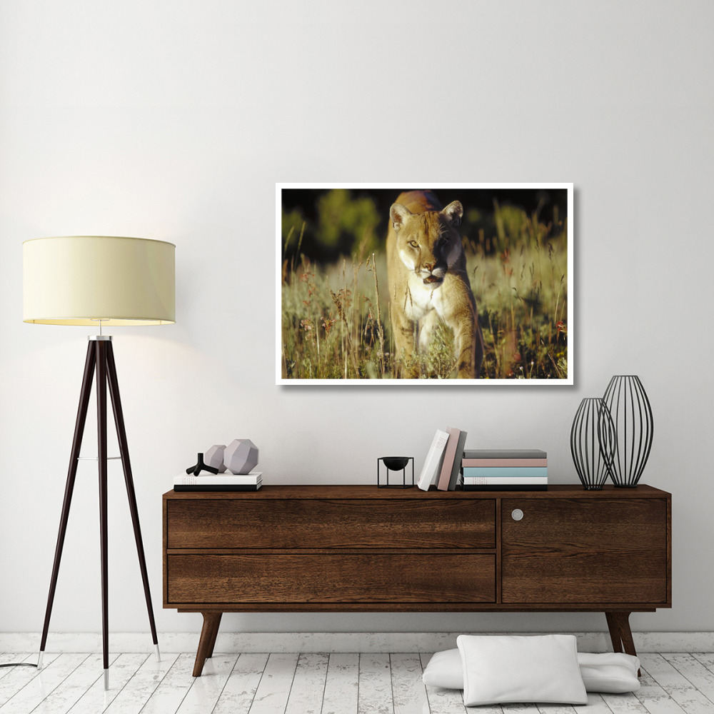 Mountain Lion or Cougar walking through tall grass towards camera, North America-Paper Art-50&quotx34"