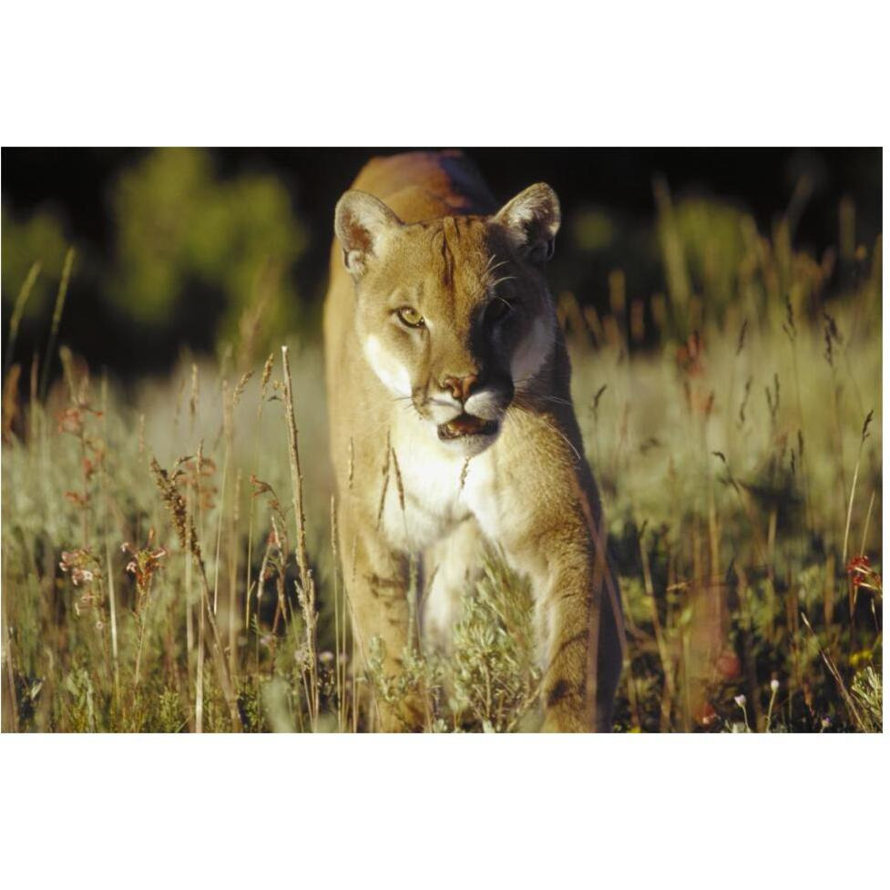 Mountain Lion or Cougar walking through tall grass towards camera, North America-Paper Art-62&quotx42"
