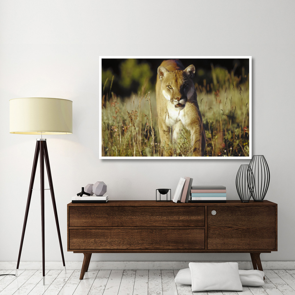 Mountain Lion or Cougar walking through tall grass towards camera, North America-Paper Art-62&quotx42"