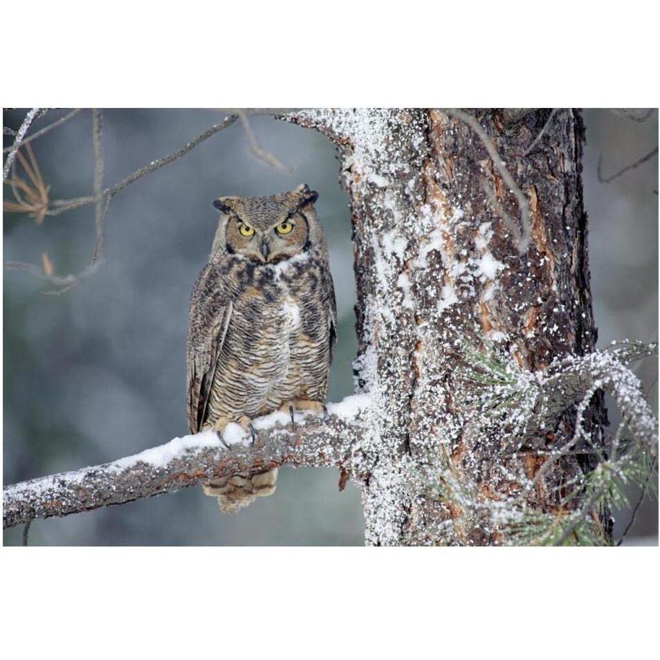 Great Horned Owl adult perching in a snow-covered tree, British Columbia, Canada-Paper Art-20&quotx14"