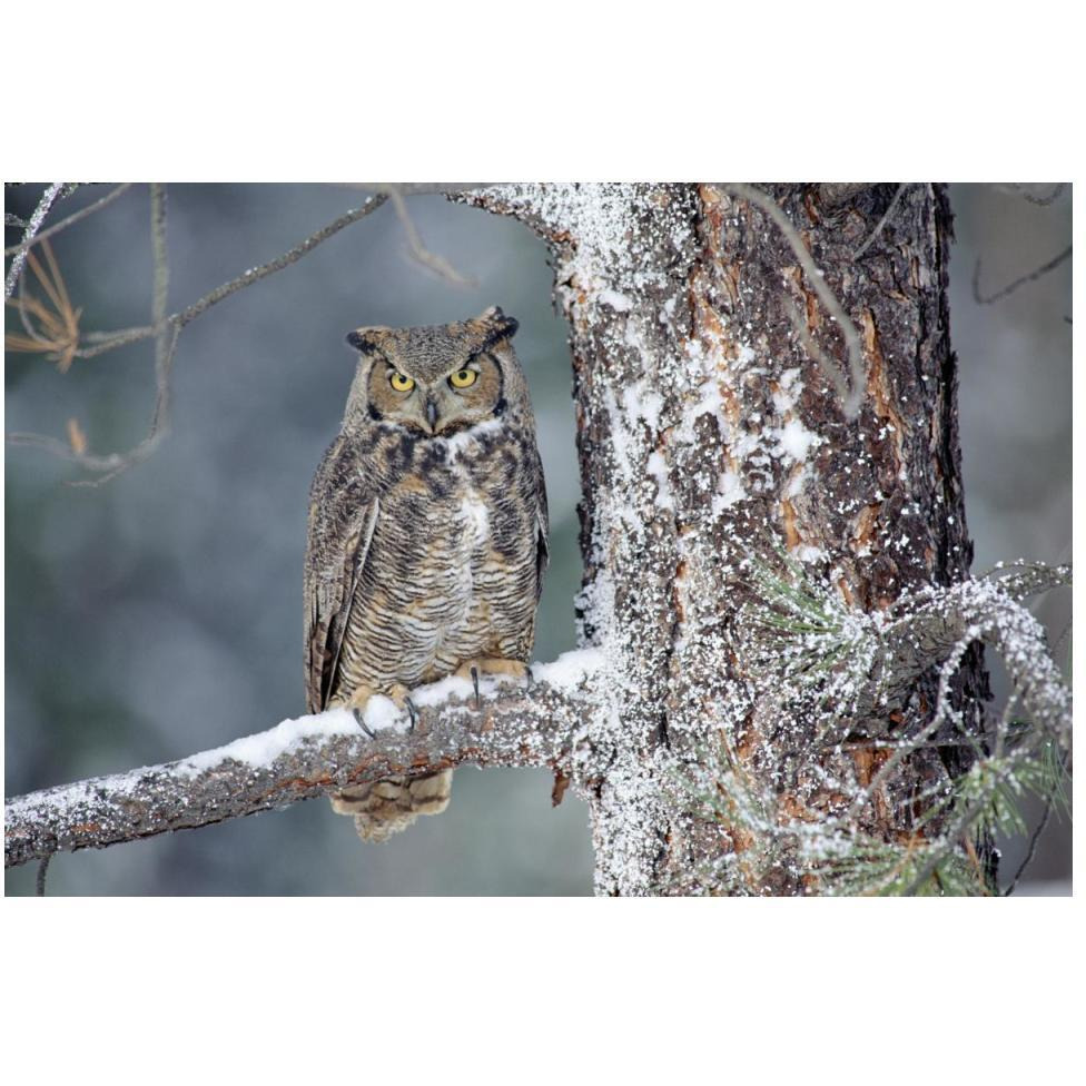 Great Horned Owl adult perching in a snow-covered tree, British Columbia, Canada-Paper Art-50&quotx34"