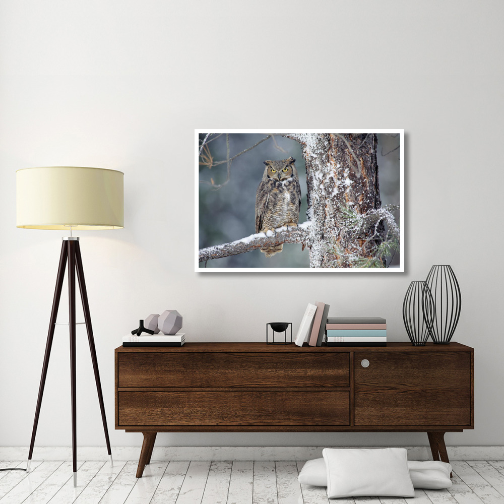 Great Horned Owl adult perching in a snow-covered tree, British Columbia, Canada-Paper Art-50&quotx34"