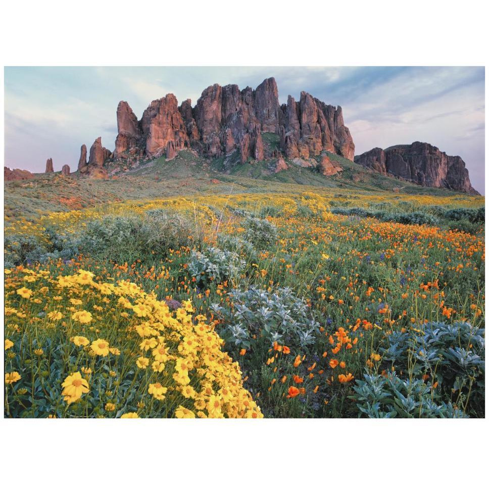California Brittlebush Lost Dutchman State Park, Superstition Mountains, Arizona-Paper Art-42&quotx32"