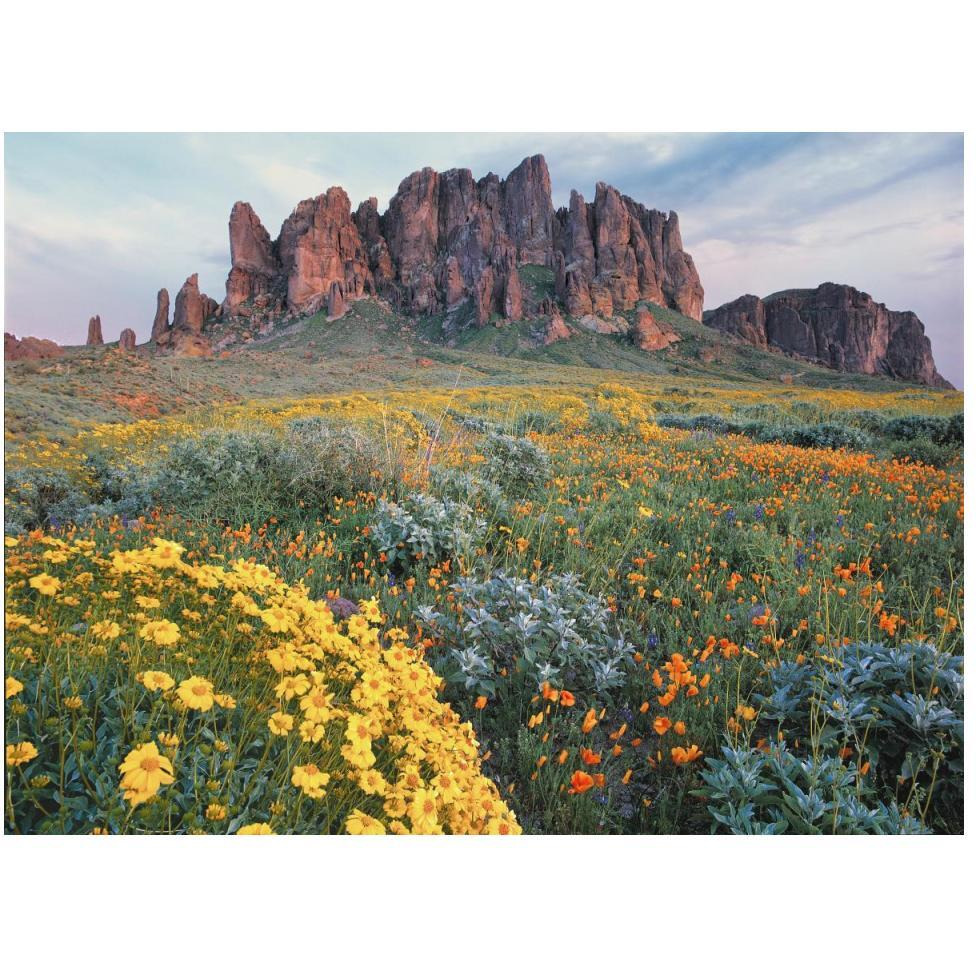 California Brittlebush Lost Dutchman State Park, Superstition Mountains, Arizona-Paper Art-50&quotx38"