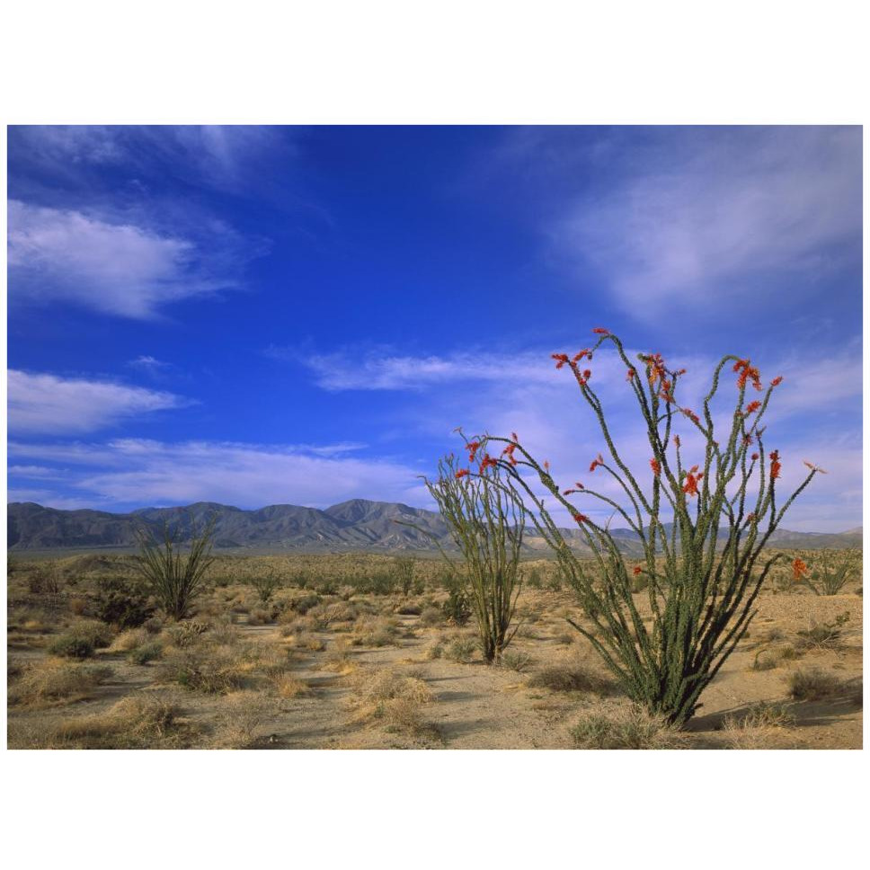 Ocotillo and the Vallecito Mountains, Anza-Borrego Desert State Park, California-Paper Art-42&quotx32"