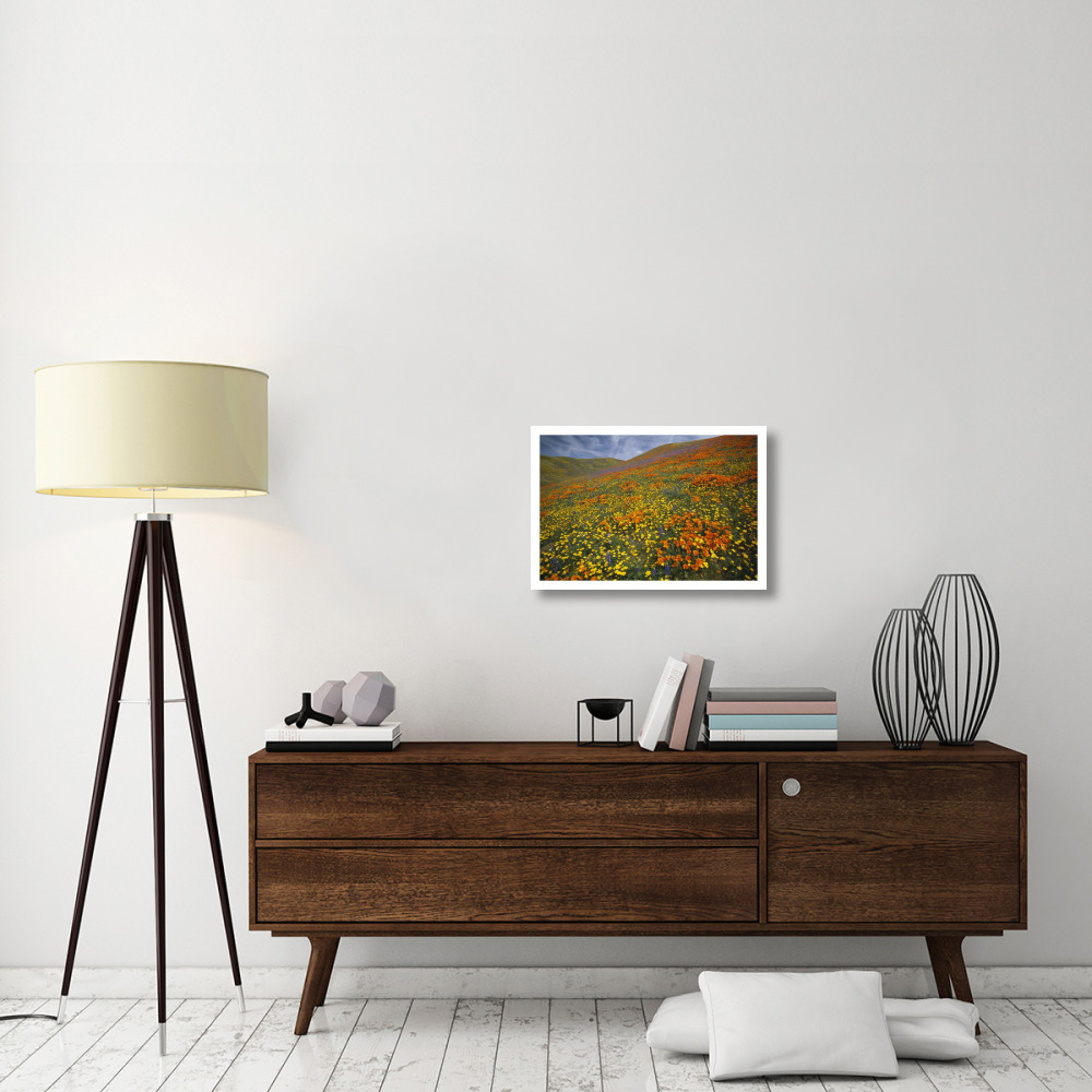 Hills covered with California Poppies and Lupine Tehachapi Mountains, California-Paper Art-26&quotx18"