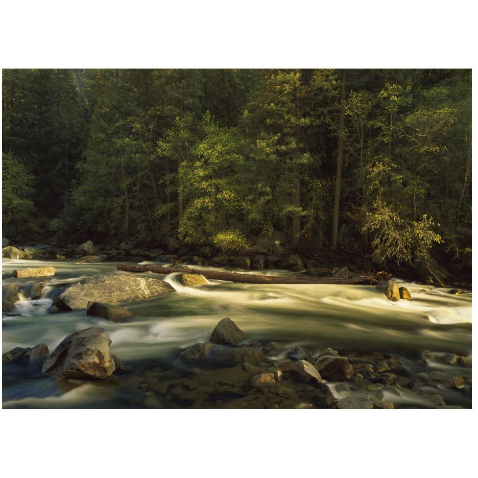 Merced River flowing through the valley floor, Yosemite National Park, California-Paper Art-50&quotx38"