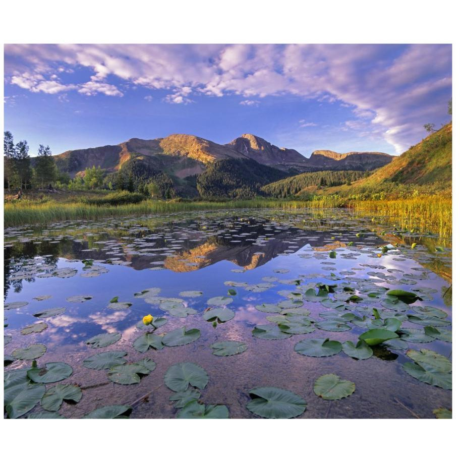 Lily Pads and reflection of Snowdon Peak in pond, west Needle Mountains, Colorado-Paper Art-18&quotx15.44"