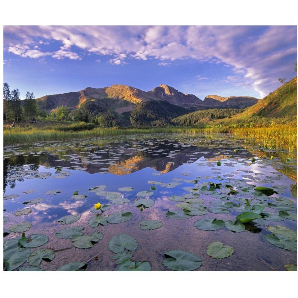 Lily Pads and reflection of Snowdon Peak in pond, west Needle Mountains, Colorado-Paper Art-38&quotx32.24"