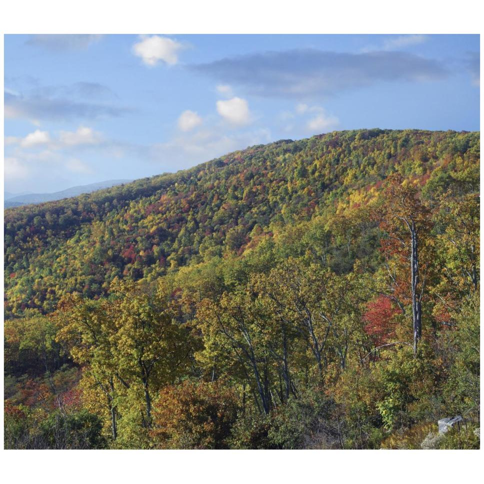 Blue Ridge Range from Moormans River Overlook, Shenandoah National Park, Virginia-Paper Art-42&quotx36.8"