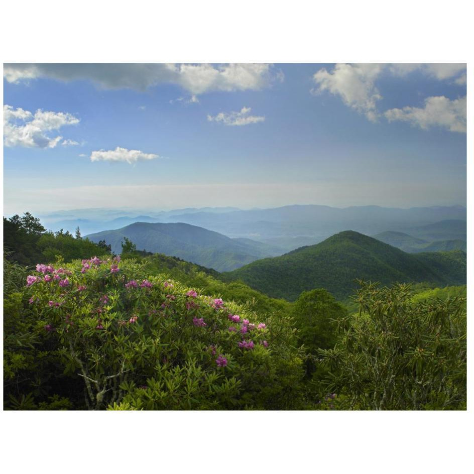 Rhododendron tree flowering at Craggy Gardens, Blue Ridge Parkway, North Carolina-Paper Art-26&quotx20"