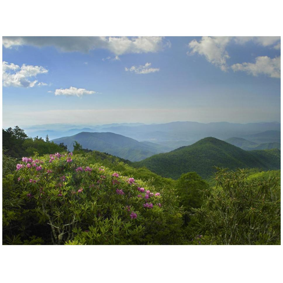 Rhododendron tree flowering at Craggy Gardens, Blue Ridge Parkway, North Carolina-Paper Art-42&quotx32"