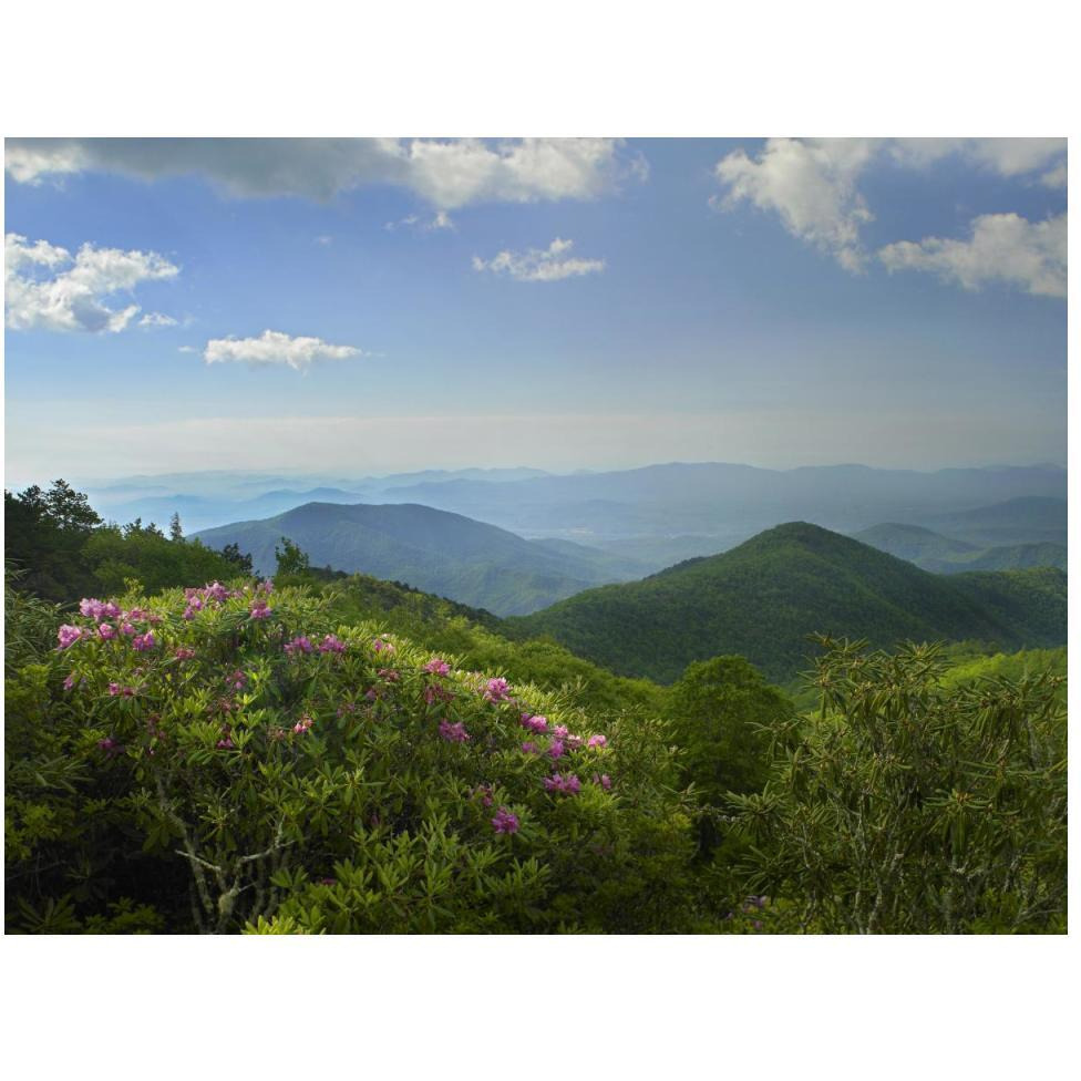 Rhododendron tree flowering at Craggy Gardens, Blue Ridge Parkway, North Carolina-Paper Art-50&quotx38"
