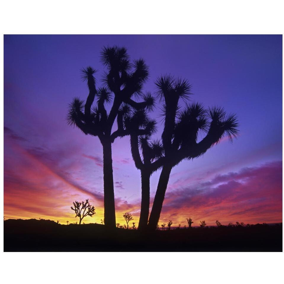 Joshua Trees at sunrise near Quail Springs, Joshua Tree National Park, California-Paper Art-18&quotx14"