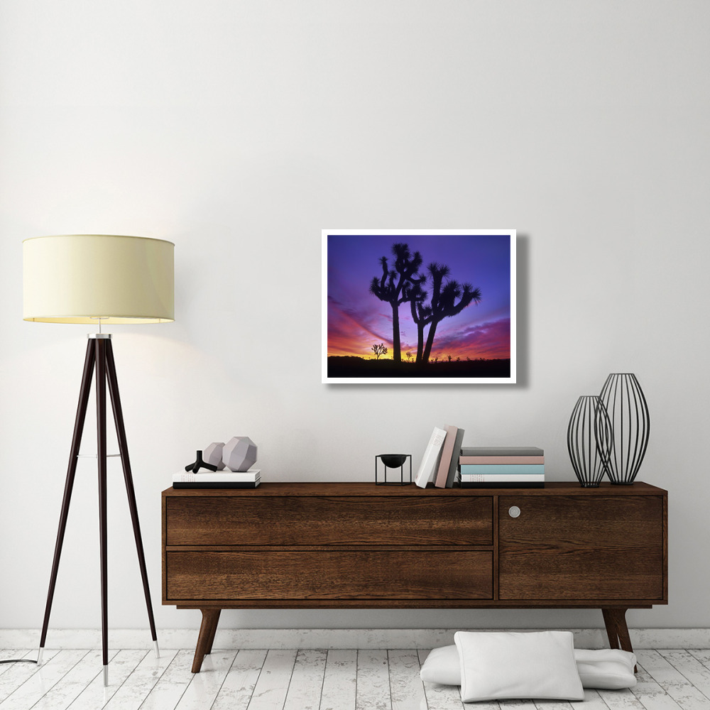 Joshua Trees at sunrise near Quail Springs, Joshua Tree National Park, California-Paper Art-34&quotx26"