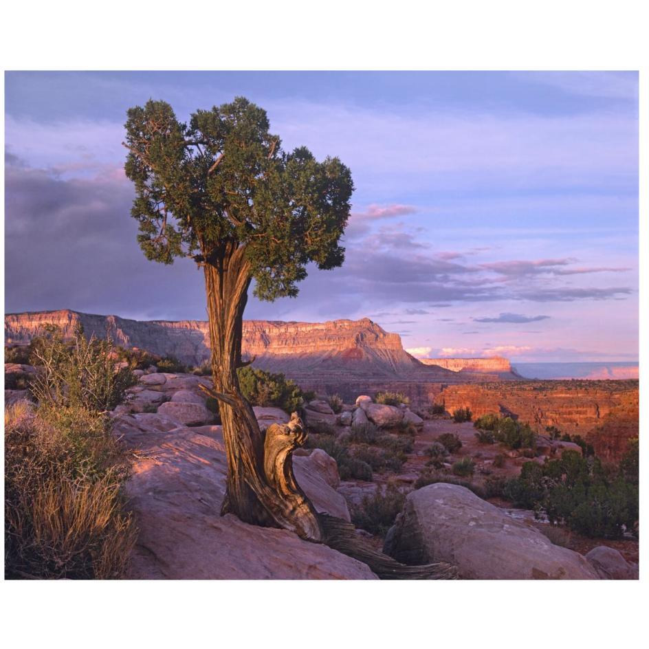 Single-leaf Pinyon Pine at Toroweap Overlook, Grand Canyon National Park, Arizona-Paper Art-26&quotx22"