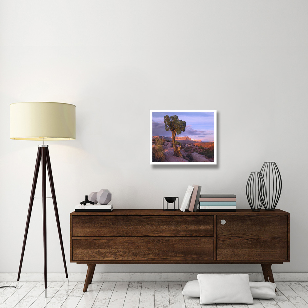 Single-leaf Pinyon Pine at Toroweap Overlook, Grand Canyon National Park, Arizona-Paper Art-26&quotx22"