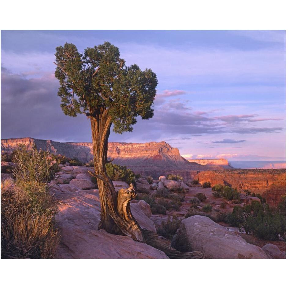 Single-leaf Pinyon Pine at Toroweap Overlook, Grand Canyon National Park, Arizona-Paper Art-30&quotx24"