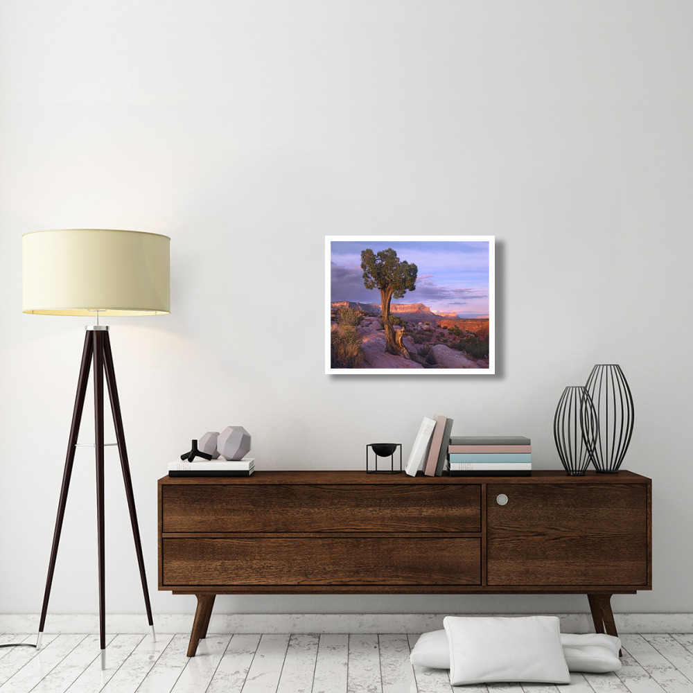 Single-leaf Pinyon Pine at Toroweap Overlook, Grand Canyon National Park, Arizona-Paper Art-30&quotx24"
