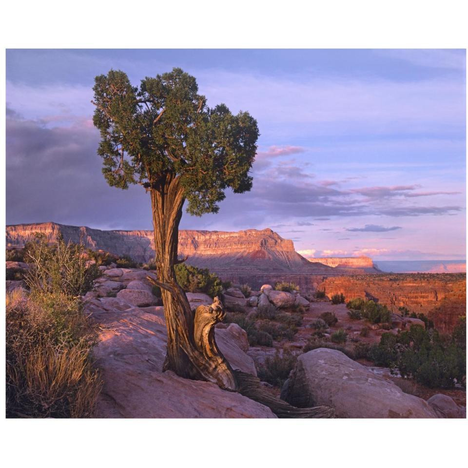 Single-leaf Pinyon Pine at Toroweap Overlook, Grand Canyon National Park, Arizona-Paper Art-37&quotx30"
