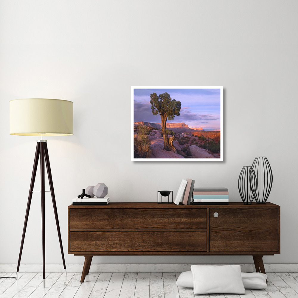 Single-leaf Pinyon Pine at Toroweap Overlook, Grand Canyon National Park, Arizona-Paper Art-37&quotx30"