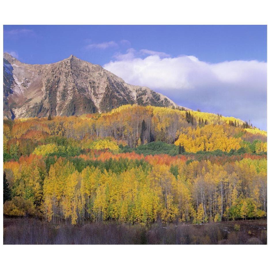 Quaking Aspen forest in autumn, Marcellina Mountain, Raggeds Wilderness, Colorado-Paper Art-24&quotx20.26"
