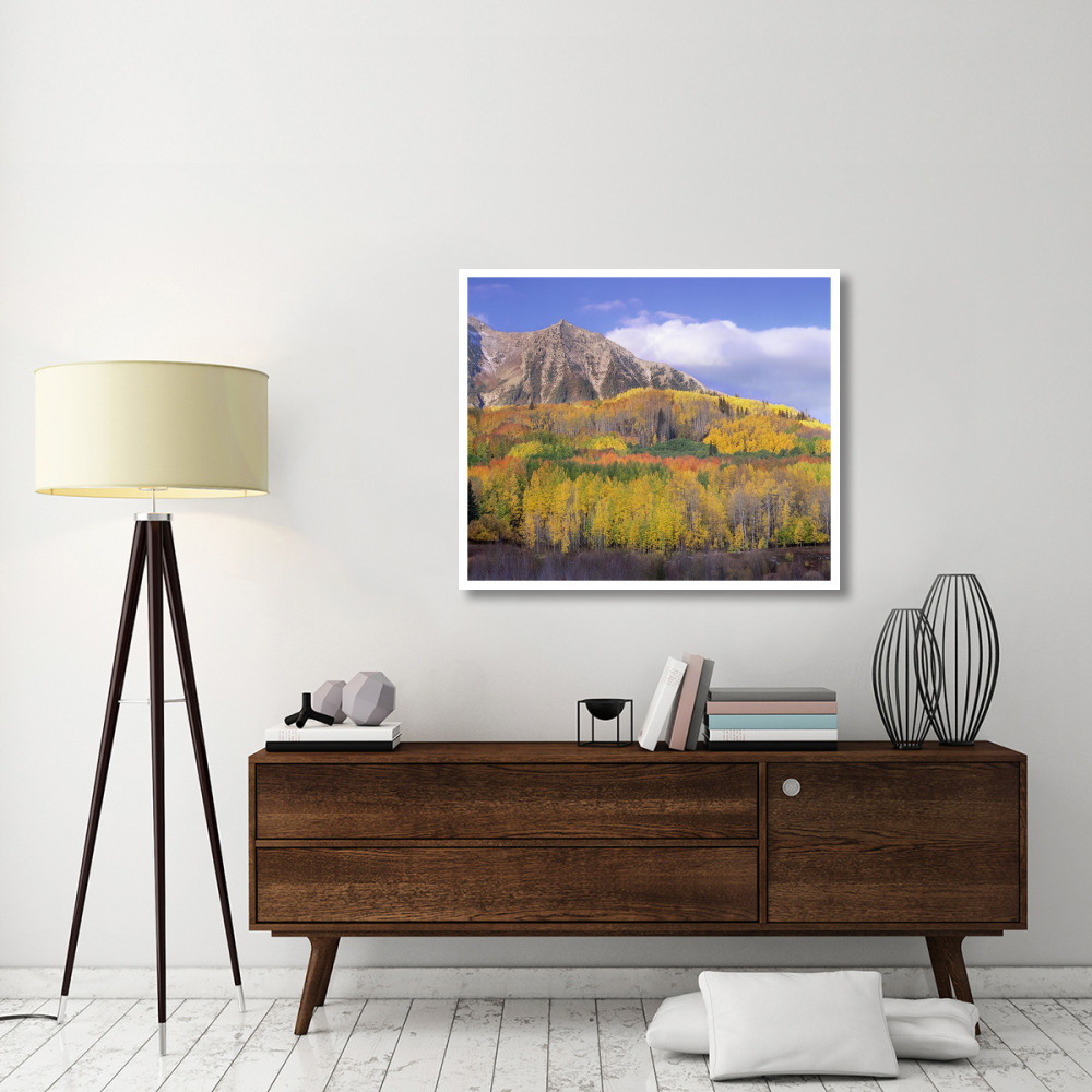 Quaking Aspen forest in autumn, Marcellina Mountain, Raggeds Wilderness, Colorado-Paper Art-42&quotx35.2"