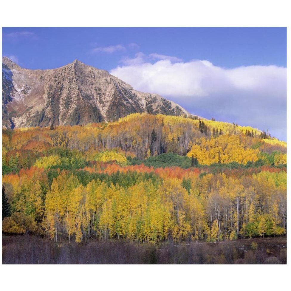 Quaking Aspen forest in autumn, Marcellina Mountain, Raggeds Wilderness, Colorado-Paper Art-46&quotx38.52"