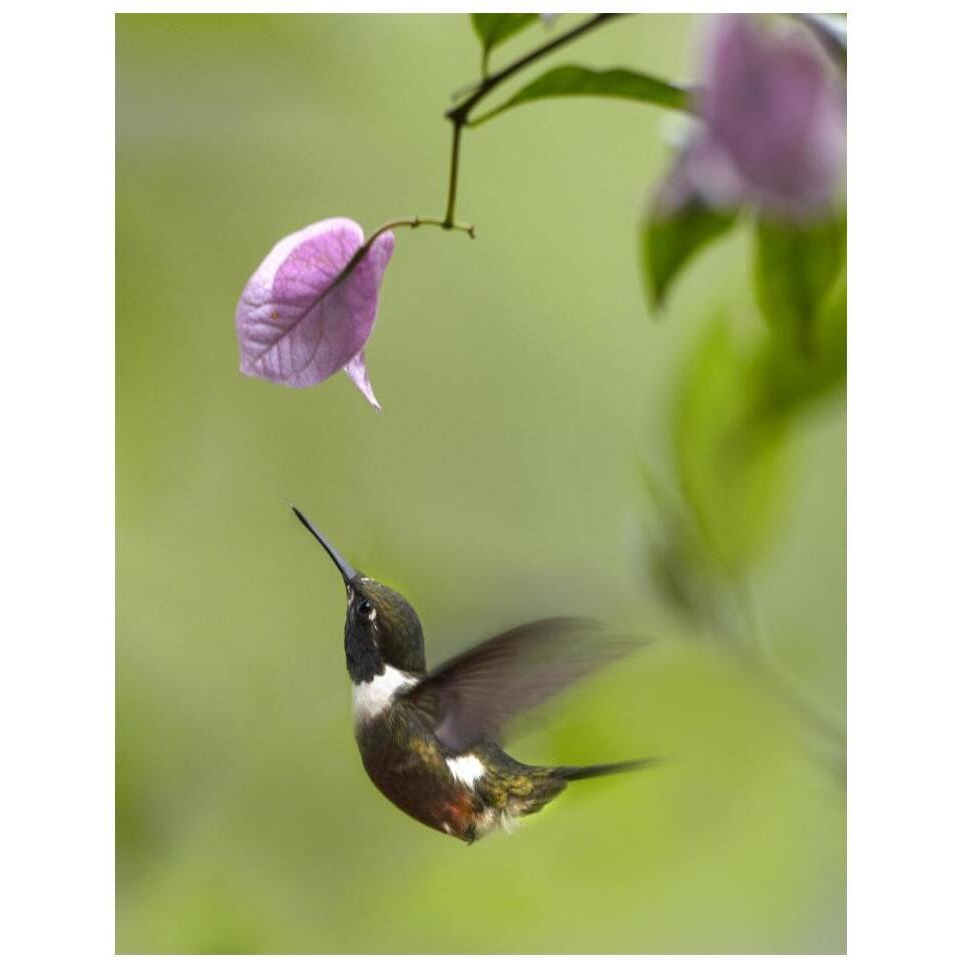 Purple-throated Woodstar hummingbird hovering near Bougainveillea flower, Ecuador-Paper Art-14&quotx18"