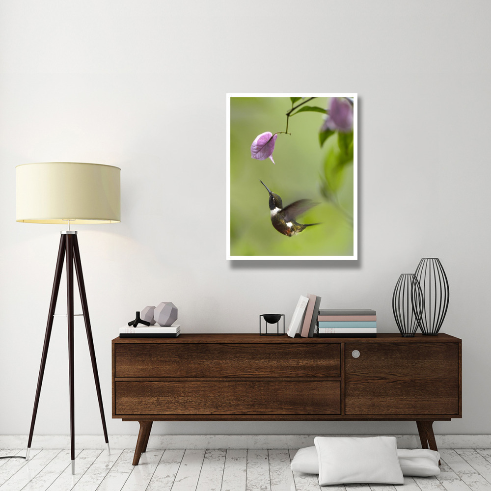 Purple-throated Woodstar hummingbird hovering near Bougainveillea flower, Ecuador-Paper Art-32&quotx42"