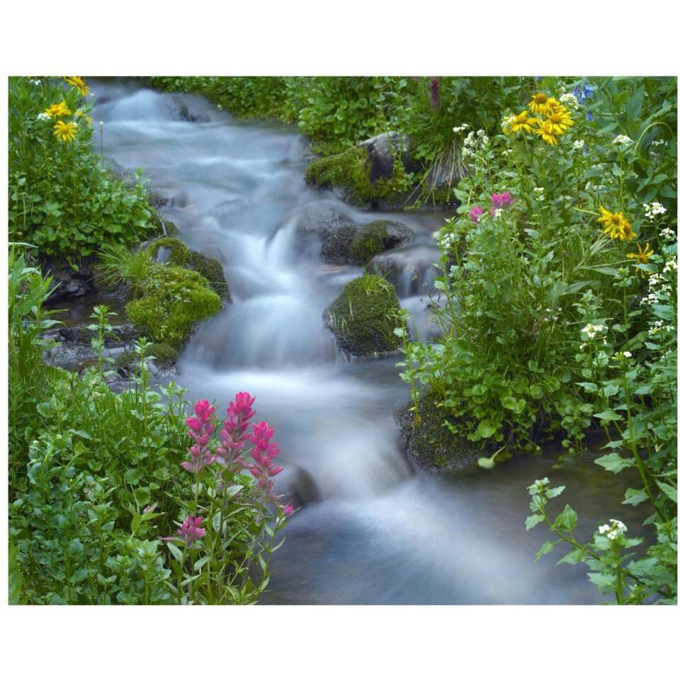 Orange Sneezeweed and Indian Paintbrush beside stream, Yankee Boy Basin, Colorado-Paper Art-37&quotx30"