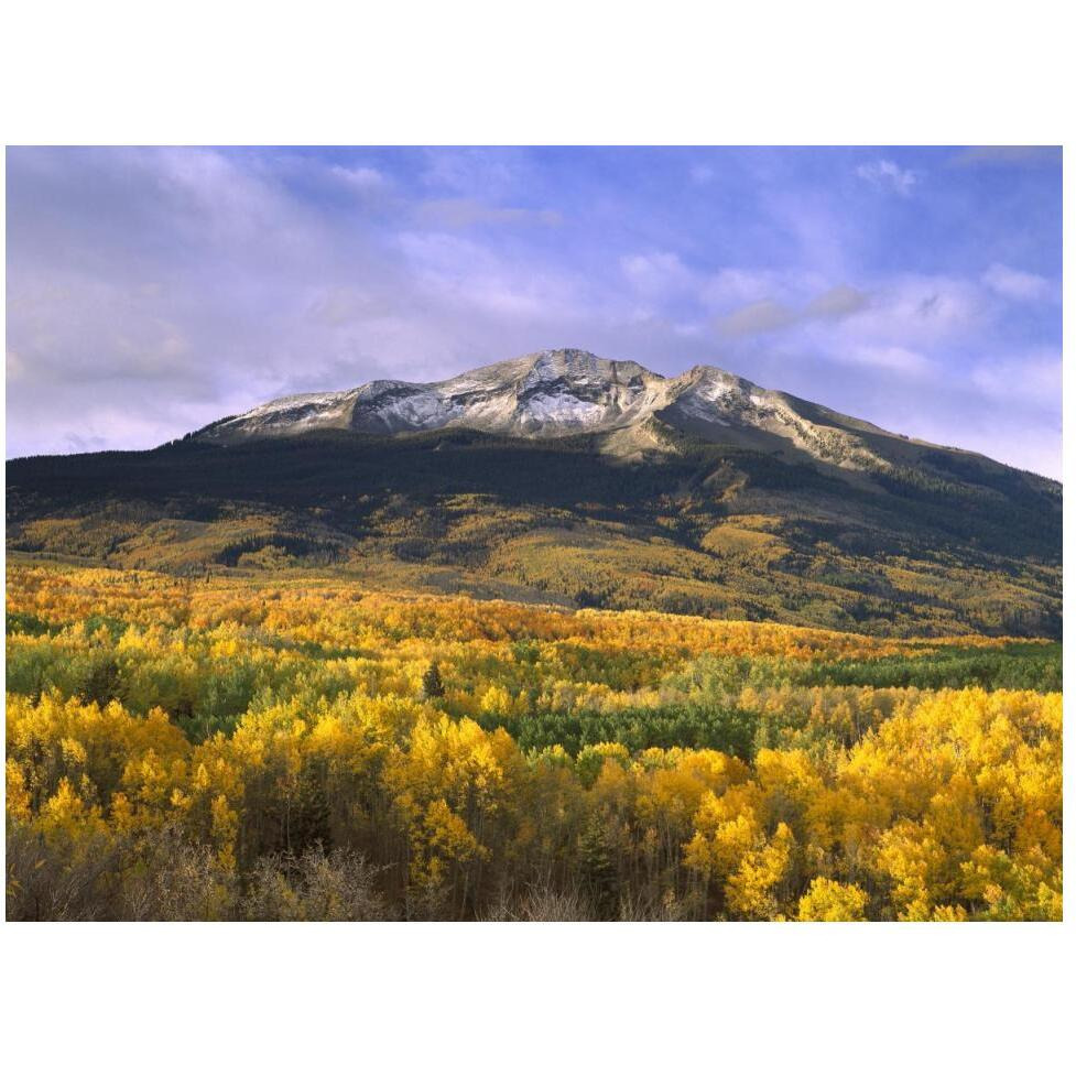 East Beckwith Mountain and trees in fall color, Gunnison National Forest, Colorado-Paper Art-50&quotx38"