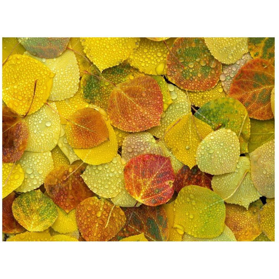 Fallen autumn colored Aspen leaves on the ground covered in dew droplets, Colorado-Paper Art-26&quotx20"