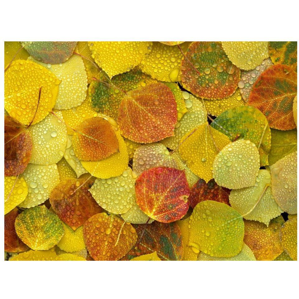 Fallen autumn colored Aspen leaves on the ground covered in dew droplets, Colorado-Paper Art-34&quotx26"